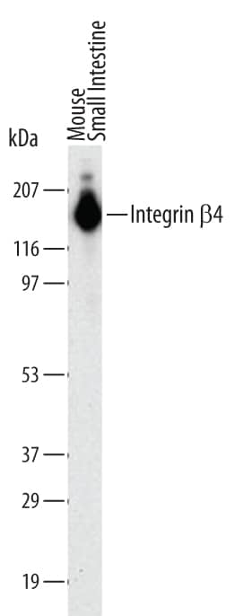 Western blot shows lysates of mouse small intestine tissue. PVDF Membrane was probed with 2 µg/mL of Mouse Integrin  beta 4/CD104 Monoclonal Antibody (Catalog # MAB4054) followed by HRP-conjugated Anti-Rat IgG Secondary Antibody (Catalog # HAF005). A specific band was detected for Integrin  beta 4/CD104 at approximately 180 kDa (as indicated). This experiment was conducted under reducing conditions and using Immunoblot Buffer Group 1.