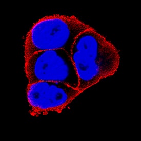 Immunocytochemistry Integrin beta 4/CD104 Antibody (422325) [Unconjugated]