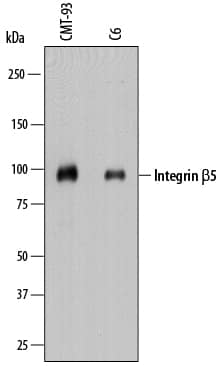 Western blot shows lysates of CMT-93 mouse rectal carcinoma cell line and C6 rat glioma cell line. PVDF membrane was probed with 1 µg/mL of Sheep Anti-Mouse Integrin  beta 5 Antigen Affinity-purified Polyclonal Antibody (Catalog # AF8035) followed by HRP-conjugated Anti-Sheep IgG Secondary Antibody (Catalog # HAF016). A specific band was detected for Integrin  beta 5 at approximately 95 kDa (as indicated). This experiment was conducted under reducing conditions and using Immunoblot Buffer Group 1.
