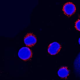 Immunocytochemistry Integrin beta 7 Antibody (473207) [Unconjugated]