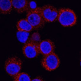 Intelectin-1/Omentin was detected in immersion fixed U937 human histiocytic lymphoma cell line using Sheep Anti-Human Intelectin-1/Omentin Antigen Affinity-purified Polyclonal Antibody (Catalog # AF4254) at 5 µg/mL for 3 hours at room temperature. Cells were stained using the NorthernLights™ 557-conjugated Anti-Sheep IgG Secondary Antibody (red; NL010) and counterstained with DAPI (blue). Specific staining was localized to cytoplasm. View our protocol for Fluorescent ICC Staining of Cells on Coverslips.