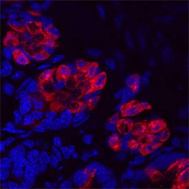 Immunohistochemistry Intelectin-1/Omentin Antibody (746420)