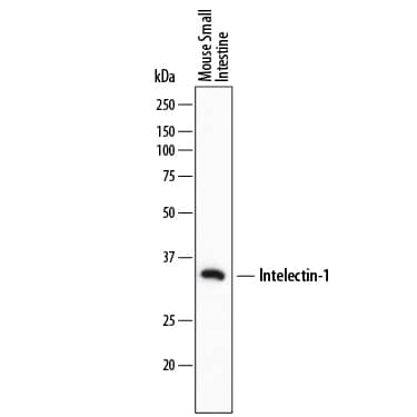 Western Blot Intelectin-1/Omentin Antibody (746420)