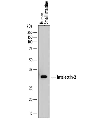 Western blot shows lysates of human small intestine tissue. PVDF membrane was probed with 2 µg/mL of Mouse Anti-Human Intelectin-2 Monoclonal Antibody (Catalog # MAB8004) followed by HRP-conjugated Anti-Mouse IgG Secondary Antibody (Catalog # HAF018). A specific band was detected for Intelectin-2 at approximately 35 kDa (as indicated). This experiment was conducted under reducing conditions and using Immunoblot Buffer Group 1.