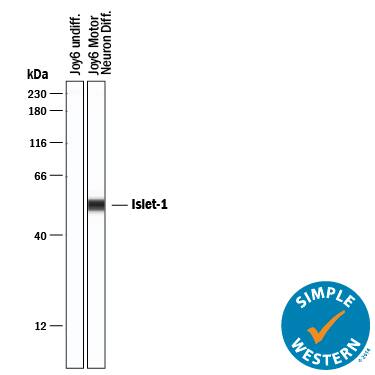 Simple Western lane view shows lysates of JOY6 human induced pluripotent stem cells undifferentiated and differentiated into motor neurons, loaded at 0.2 mg/mL. A specific band was detected for Islet-1 at approximately 53 kDa (as indicated) using 10 µg/mL of Goat Anti-Human Islet-1 Antigen Affinity-purified Polyclonal Antibody (Catalog # AF1837) followed by 1:50 dilution of HRP-conjugated Anti-Goat IgG Secondary Antibody (Catalog # HAF109). This experiment was conducted under reducing conditions and using the 12-230 kDa separation system.