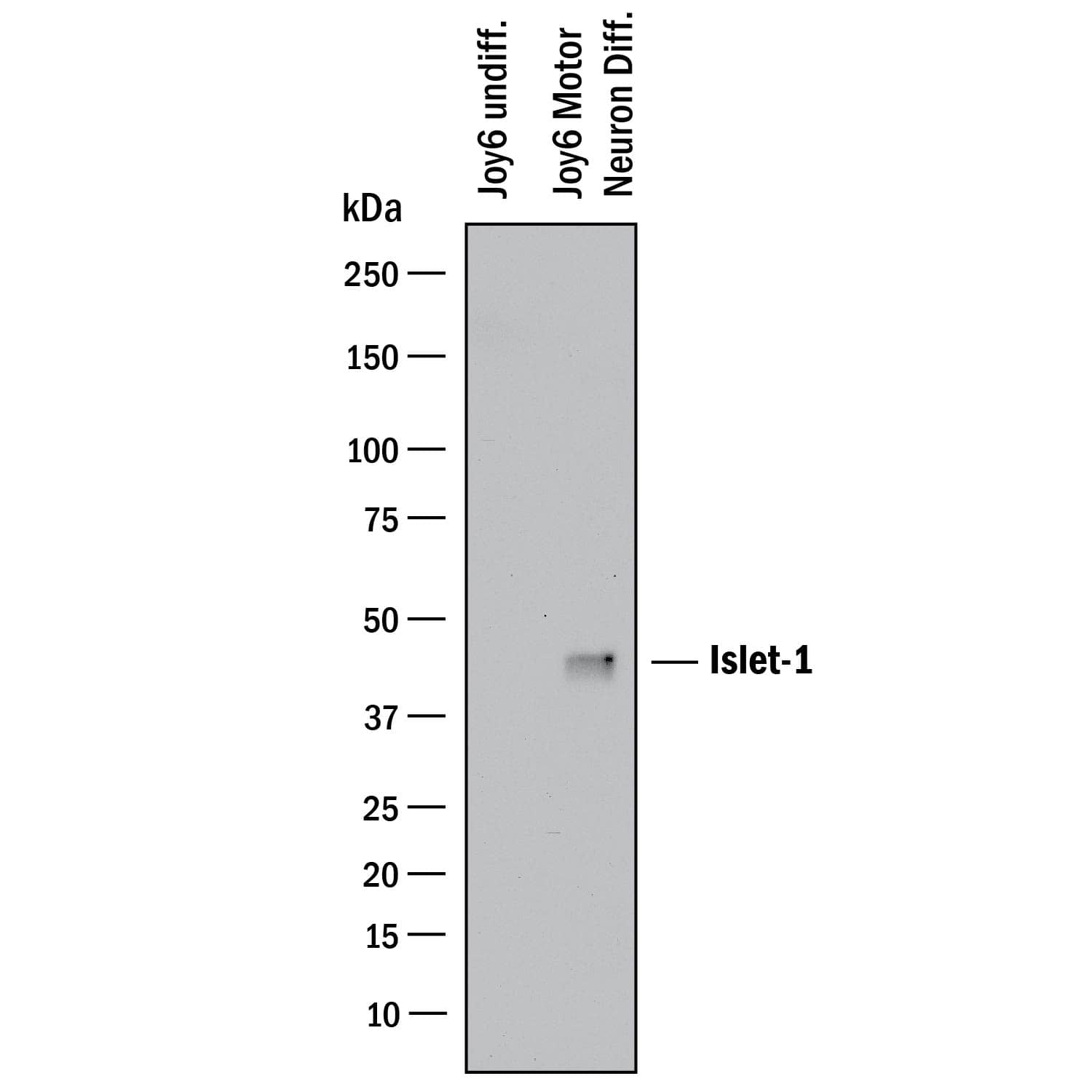 Western Blot Islet-1 Antibody [Unconjugated]