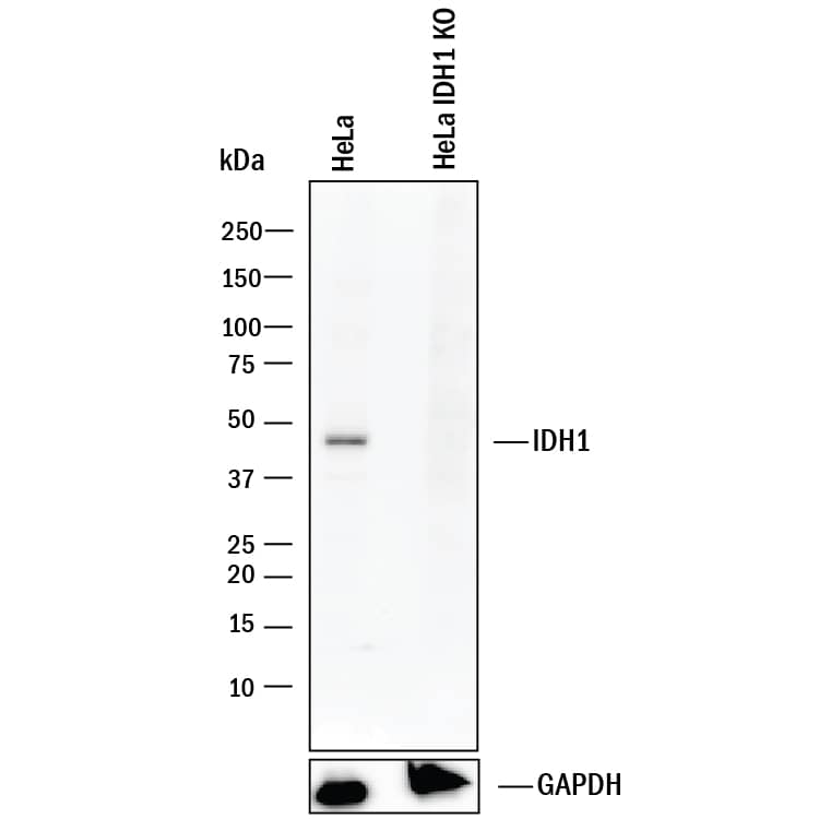 <b>Genetic Strategies Validation. </b>Western blot shows lysates of HeLa human cervical epithelial carcinoma parental cell line and Isocitrate Dehydrogenase 1/IDH1 knockout HeLa cell line (KO). PVDF membrane was probed with 0.25 µg/mL of Mouse Anti-Human Isocitrate Dehydrogenase 1/IDH1 Monoclonal Antibody (Catalog # MAB7049) followed by HRP-conjugated Anti-Mouse IgG Secondary Antibody (HAF018). A specific band was detected for Isocitrate Dehydrogenase 1/IDH1 at approximately 46 kDa (as indicated) in the parental HeLa cell line, but is not detectable in knockout HeLa cell line. GAPDH (MAB5718) is shown as a loading control. This experiment was conducted under reducing conditions and using Immunoblot Buffer Group 1.