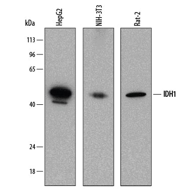 Western blot shows lysates of HepG2 human hepatocellular carcinoma cell line, NIH-3T3 mouse embryonic fibroblast cell line, and Rat-2 rat embryonic fibroblast cell line. PVDF membrane was probed with 0.25 µg/mL of Mouse Anti-Human Isocitrate Dehydrogenase 1/IDH1 Monoclonal Antibody (Catalog # MAB7049) followed by HRP-conjugated Anti-Mouse IgG Secondary Antibody (HAF018). A specific band was detected for Isocitrate Dehydrogenase 1/IDH1 at approximately 46 kDa (as indicated). This experiment was conducted under reducing conditions and using Immunoblot Buffer Group 1.
