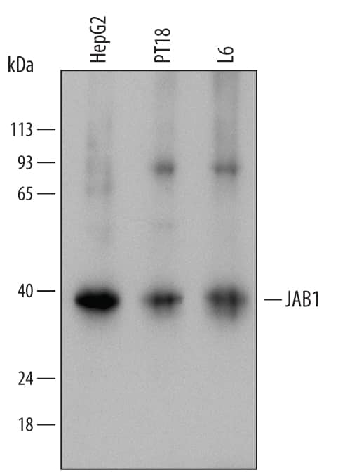 Western blot shows lysates of HepG2 human hepatocellular carcinoma cell line, PT18 mouse mast/basophil cell line, and L6 rat myoblast cell line. PVDF Membrane was probed with 1 µg/mL of Sheep Anti-Human/Mouse/Rat JAB1 Antigen Affinity-purified Polyclonal Antibody (Catalog # AF6390) followed by HRP-conjugated Anti-Sheep IgG Secondary Antibody (Catalog # HAF016). A specific band was detected for JAB1 at approximately 38 kDa (as indicated). This experiment was conducted under reducing conditions and using Immunoblot Buffer Group 1.