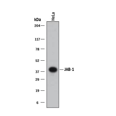 Western blot shows lysates of HeLa human cervical epithelial carcinoma cell line. PVDF membrane was probed with 1 µg/mL of Mouse Anti-Human JAB1 Monoclonal Antibody (Catalog # MAB6390) followed by HRP-conjugated Anti-Mouse IgG Secondary Antibody (Catalog # HAF018). A specific band was detected for JAB1 at approximately 38 kDa (as indicated). This experiment was conducted under reducing conditions and using Immunoblot Buffer Group 1.