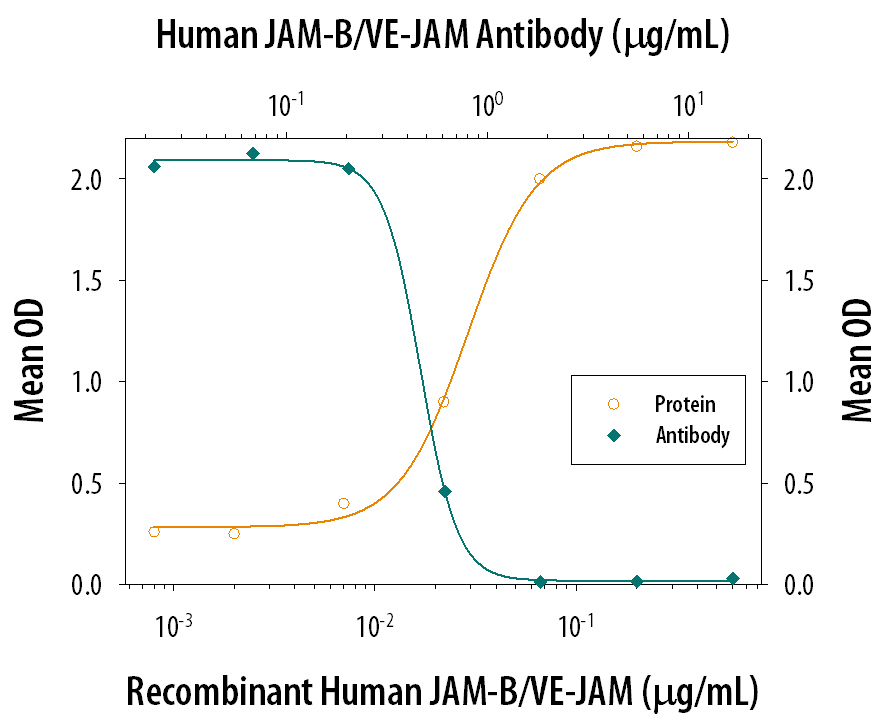 Recombinant Human JAM-B/VE-JAM Fc Chimera (Catalog # 1074-VJ), immobilized onto a microplate previously coated with Goat Anti-Human IgG Fc (Catalog # G-102-C), supports the adhesion of the J45.01 human acute lymphoblastic leukemia T lymphocyte cell line in a dose-dependent manner (orange line), as measured by endogenous cellular lysosomal acid phosphatase activity. Adhesion elicited by Recombinant Human JAM-B/VE-JAM Fc Chimera (0.2 µg/mL) is neutralized (green line) by increasing concentrations of Goat Anti-Human/Mouse JAM-B/VE-JAM Antigen Affinity-purified Polyclonal Antibody (Catalog # AF1074). The ND50 is typically 0.2-0.8 µg/mL.
