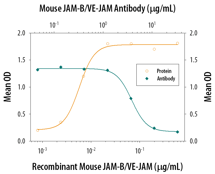 Recombinant Mouse JAM‑B/VE‑JAM Fc Chimera (Catalog # 988-VJ), immobilized onto a microplate previously coated with Goat Anti-Human IgG Fc (Catalog # G-102-C), supports the adhesion of the J45.01 human acute lymphoblastic leukemia T lymphocyte cell line in a dose-dependent manner (orange line), as measured by endogenous cellular lysosomal acid phosphatase activity. Adhesion elicited by Recombinant Mouse JAM‑B/VE‑JAM Fc Chimera (0.2 µg/mL) is neutralized (green line) by increasing concentrations of Mouse JAM-B/VE-JAM Antigen Affinity-purified Polyclonal Antibody (Catalog # AF988). The ND50 is typically 0.6-3.0 µg/mL.
