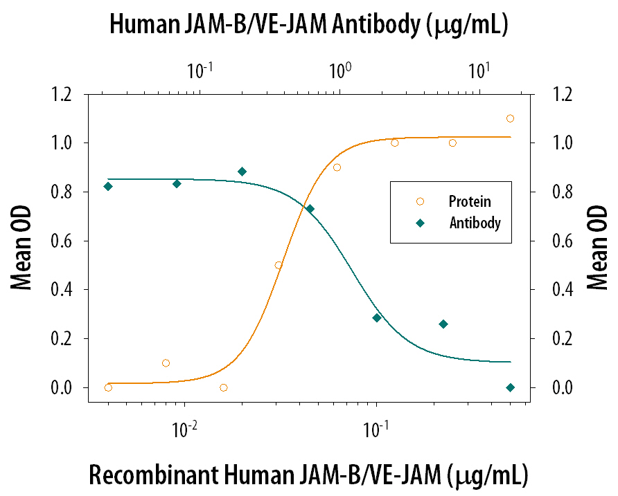 Recombinant Human JAM-B/VE-JAM Fc Chimera (Catalog # 1074-VJ), immobilized onto a microplate previously coated with Goat Anti-Human IgG Fc (Catalog # G-102-C), supports the adhesion of the J45.01 human acute lymphoblastic leukemia T lymphocyte cell line in a dose-dependent manner (orange line), as measured by endogenous cellular lysosomal acid phosphatase activity. Adhesion elicited by Recombinant Human JAM-B/VE-JAM Fc Chimera (0.2 µg/mL) is neutralized (green line) by increasing concentrations of Mouse Anti-Human JAM-B/ VE-JAM Monoclonal Antibody (Catalog # MAB10741). The ND50 is typically 0.6-3.0 µg/mL.