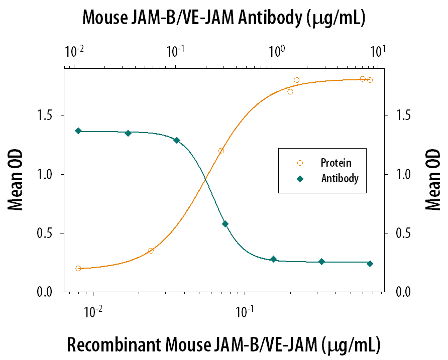 Recombinant Mouse JAM-B/VE-JAM Fc Chimera (Catalog # 988-VJ), immobilized onto a microplate previously coated with Goat Anti-Human IgG Fc (Catalog # G-102-C), supports the adhesion of the J45.01 human acute lymphoblastic leukemia T lymphocyte cell line in a dose-dependent manner (orange line), as measured by endogenous cellular lysosomal acid phosphatase activity. Adhesion elicited by Recombinant Mouse JAM-B/VE-JAM Fc Chimera (0.2 µg/mL) is neutralized (green line) by increasing concentrations of Rat Anti-Mouse JAM-B/ VE-JAM Monoclonal Antibody (Catalog # MAB9881). The ND50 is typically 0.1-0.5 µg/mL.