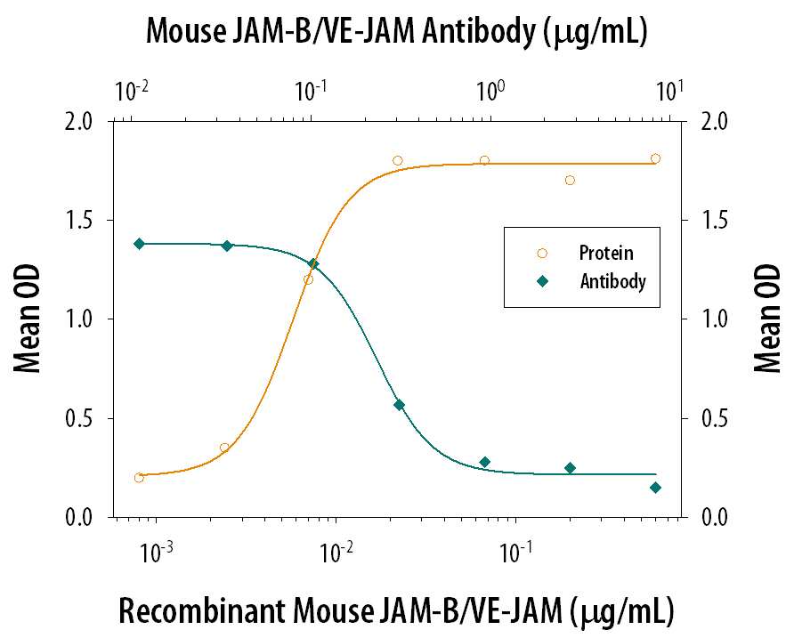 Recombinant Mouse JAM-B/VE-JAM Fc Chimera (Catalog # 988-VJ), immobilized onto a microplate previously coated with Goat Anti-Human IgG Fc (Catalog # G-102-C), supports the adhesion of the J45.01 human acute lymphoblastic leukemia T lymphocyte cell line in a dose-dependent manner (orange line), as measured by endogenous cellular lysosomal acid phosphatase activity. Adhesion elicited by Recombinant Mouse JAM-B/VE-JAM Fc Chimera (0.2 µg/mL) is neutralized (green line) by increasing concentrations of Rat Anti-Mouse JAM-B/ VE-JAM Monoclonal Antibody (Catalog # MAB988). The ND50 is typically 0.1-0.5 µg/mL.