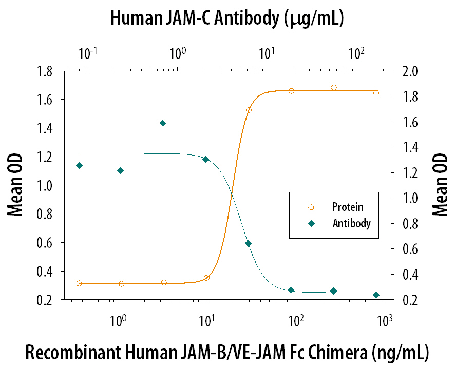 Recombinant Human JAM-B/ VE-JAM Fc Chimera (Catalog # 1074-VJ), immobilized onto a microplate previously coated with Goat Anti-Human IgG Fc (Catalog # G-102-C), supports the adhesion of the J45.01 human acute lymphoblastic leukemia T lymphocyte cell line in a dose-dependent manner (orange line), as measured by endogenous cellular lysosomal acid phosphatase activity. Adhesion elicited by Recombinant Human JAM-B Fc Chimera (0.2 µg/mL) is neutralized (green line) by increasing concentrations of Human JAM-C Antigen Affinity-purified Polyclonal Antibody (Catalog # AF1189). The ND50 is typically 2-8 µg/mL.