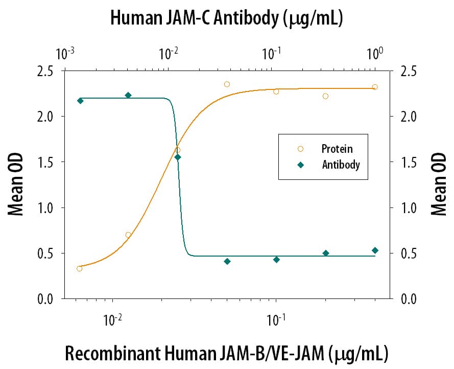 Recombinant Human JAM-B/VE-JAM Fc Chimera, immobilized onto a microplate previously coated with Goat Anti-Human IgG Fc (Catalog # G-102-C), supports the adhesion of the J45.01 human acute lymphoblastic leukemia T lymphocyte cell line in a dose-dependent manner (orange line), as measured by endogenous cellular lysosomal acid phosphatase activity. Adhesion elicited by Recombinant Human JAM-B/VE-JAM Fc Chimera (0.2 µg/mL) is neutralized (green line) by increasing concentrations of Mouse Anti-Human JAM-C Monoclonal Antibody (Catalog # MAB1189). The ND50 is typically 0.01-0.05 µg/mL.