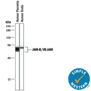 Simple Western lane view shows lysates of human placenta tissue and human testis tissue, loaded at 0.2 mg/mL. A specific band was detected for JAM-B/VE-JAM at approximately 58-61 kDa (as indicated) using 20 µg/mL of Goat Anti-Human JAM-B/VE-JAM Antigen Affinity-purified Polyclonal Antibody (Catalog # AF1074) followed by 1:50 dilution of HRP-conjugated Anti-Goat IgG Secondary Antibody (Catalog # HAF109). This experiment was conducted under reducing conditions and using the 12-230 kDa separation system.