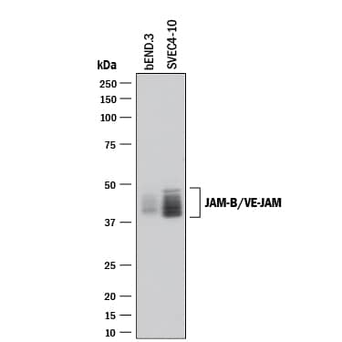 Western Blot JAM-B/VE-JAM Antibody [Unconjugated]