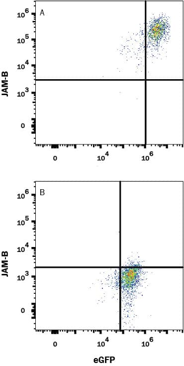 HEK293 human embryonic kidney cell line transfected with either (A) human JAM-B or (B) irrelevant transfectants and eGFP was stained with Mouse Anti-Human JAM-B Monoclonal Antibody (Catalog # MAB10742) followed by APC-conjugated Anti-Mouse IgG Secondary Antibody (Catalog # F0101B). Quadrant markers were set based on control antibody staining (Catalog # MAB0041). View our protocol for Staining Membrane-associated Proteins.
