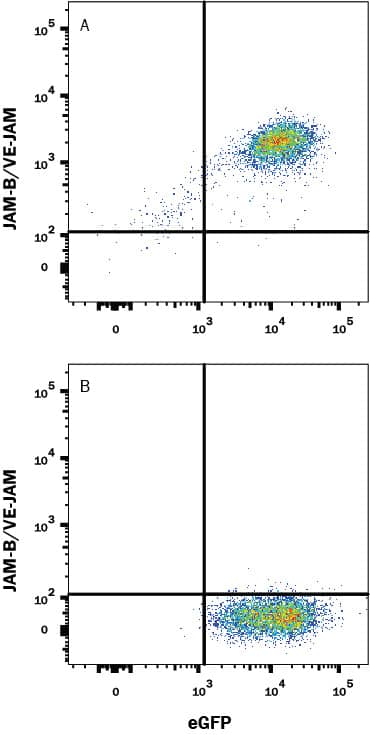 HEK293 human embryonic kidney cell line transfected with (A) human JAM-B/VE-JAM or (B) irrelevant transfectants and eGFP was stained with Mouse Anti-Human JAM-B/VE-JAM Monoclonal Antibody (Catalog # MAB10743) followed by APC-conjugated Anti-Mouse IgG Secondary Antibody (Catalog # F0101B). Quadrant markers were set based on control antibody staining (Catalog # MAB003). View our protocol for Staining Membrane-associated Proteins.
