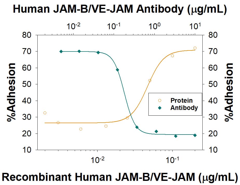 Recombinant Human JAM-B/VE-JAM Fc Chimera (Catalog # 1074-VJ), immobilized onto a microplate supports the adhesion of the J45.01 human acute lymphoblastic leukemia T lymphocyte cell line in a dose-dependent manner (orange line), as measured by Calcein AM. Adhesion elicited by Recombinant Human JAM-B/VE-JAM Fc Chimera (0.2 µg/mL) is neutralized (green line) by increasing concentrations of Mouse Anti-Human JAM-B/VE-JAM Monoclonal Antibody (Catalog # MAB10744). The ND50 is typically 35-210 ng/mL.