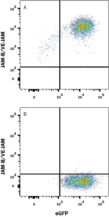 HEK293 human embryonic kidney cell line transfected with (A) human JAM-B/VE-JAM or (B) irrelevant transfectants and eGFP was stained with Mouse Anti-Human JAM-B/VE-JAM Monoclonal Antibody (Catalog # MAB10744) followed by APC-conjugated Anti-Mouse IgG Secondary Antibody (Catalog # F0101B). Quadrant markers were set based on control antibody staining (Catalog # MAB003). View our protocol for Staining Membrane-associated Proteins.