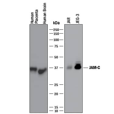 Western blot shows lysates of human placenta tissue, human brain tissue, JAR human choriocarcinoma cell line, and JEG‑3 human epithelial choriocarcinoma cell line. PVDF membrane was probed with 1 µg/mL of Goat Anti-Human JAM‑C Antigen Affinity-purified Polyclonal Antibody (Catalog # AF1189) followed by HRP-conjugated Anti-Goat IgG Secondary Antibody (Catalog # HAF017). A specific band was detected for JAM‑C at approximately 36-38 kDa (as indicated). This experiment was conducted under reducing conditions and using Immunoblot Buffer Group 1.
