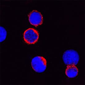 Immunocytochemistry JAM-C Antibody [Unconjugated]