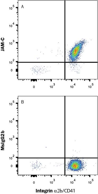 Human platelets were stained with anti-human CD41 FITC-conjugated antibody and either (A) Mouse Anti-Human JAM-C Monoclonal Antibody (Catalog # MAB11891) or (B) Mouse IgG2B Isotype Control (Catalog # MAB0041) followed by APC-conjugated Goat anti-Mouse IgG Secondary Antibody (Catalog # F0101B). View our protocol for Staining Membrane-associated Proteins.
