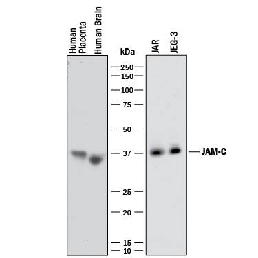 Western blot shows lysates of human placenta tissue, human brain tissue, JAR human choriocarcinoma cell line, and JEG-3 human epithelial choriocarcinoma cell line. PVDF membrane was probed with 2 µg/mL of Mouse Anti-Human JAM-C Monoclonal Antibody (Catalog # MAB1189) followed by HRP-conjugated Anti-Mouse IgG Secondary Antibody (Catalog # HAF018). A specific band was detected for JAM-C at approximately 36-38 kDa (as indicated). This experiment was conducted under reducing conditions and using Immunoblot Buffer Group 1.