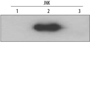 Western blot shows recombinant JNK1, JNK2, and JNK3 (2 ng/lane). PVDF membrane was probed with 0.2 µg/mL Rabbit Anti-Human/Mouse/Rat JNK2 Antigen Affinity-purified Polyclonal Antibody (Catalog # AF1846) followed by HRP-conjugated Anti-Rabbit IgG Secondary Antibody (Catalog # HAF008). A specific band for JNK2 was detected at approximately 54 kDa (as indicated). This experiment was conducted under reducing conditions and using Immunoblot Buffer Group 1.