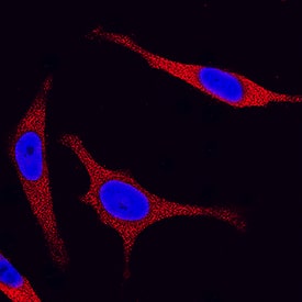 Immunocytochemistry JNK2 Antibody (252320) [Unconjugated]