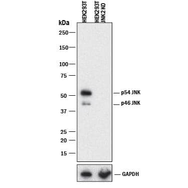 Knockout Validated JNK2 Antibody (252320) [Unconjugated]
