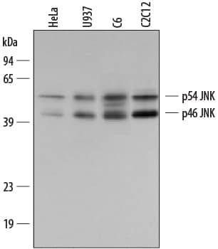 Western blot shows lysates of HeLa human cervical epithelial carcinoma cell line, U937 human histiocytic lymphoma cell line, C6 rat glioma cell line, and C2C12 mouse myoblast cell line. PVDF membrane was probed with 0.2 µg/mL Rabbit Anti-Human/Mouse/Rat JNK Pan Specific Antigen Affinity-purified Polyclonal Antibody (Catalog # AF1387) followed by HRP-conjugated Anti-Rabbit IgG Secondary Antibody (Catalog # HAF008). Specific bands for JNK were detected at approximately 46 and 54 kDa (as indicated). This experiment was conducted under reducing conditions and using Immunoblot Buffer Group 1.