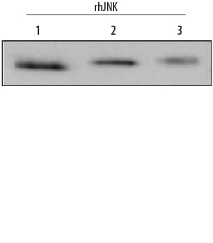 Western blot shows recombinant human JNK1, JNK2, and JNK3 (1 ng/lane). PVDF membrane was probed with 0.2 µg/mL Rabbit Anti-Human/Mouse/Rat JNK Pan Specific Antigen Affinity-purified Polyclonal Antibody (Catalog # AF1387) followed by HRP-conjugated Anti-Rabbit IgG Secondary Antibody (Catalog # HAF008). This experiment was conducted under reducing conditions and using Immunoblot Buffer Group 1.