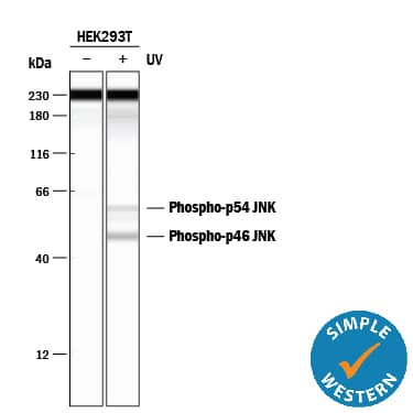 <b>Biological Strategies Validation. </b>Simple Western lane view shows lysates of HEK293T human embryonic kidney cell line untreated (-) or treated (+) with 20 J/m2ultraviolet light (UV) followed by a 30 minute recovery, loaded at 0.2 mg/mL. A specific band was detected for Phospho-JNK (T183/Y185) at approximately 46 and 56 kDa (as indicated) using 20 μg/ml of Rabbit Anti-Human/Mouse/Rat Phospho-JNK (T183/Y185) Monoclonal Antibody (Catalog # MAB1205). This experiment was conducted under reducing conditions and using the 12-230 kDa separation system. Non-specific interaction with the 230 kDa Simple Western standard may be seen with this antibody.