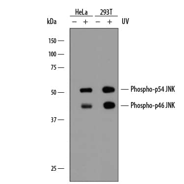 Western blot shows lysates of HeLa human cervical epithelial carcinoma cell line and 293T human embryonic kidney cell line untreated (-) or treated (+) with 20 mJ/cm2ultraviolet light (UV) followed by a 30 minute recovery. PVDF membrane was probed with 1 µg/ml of Rabbit Anti-Human/Mouse/Rat Phospho-JNK (T183/Y185) Monoclonal Antibody (Catalog # MAB1205), followed by HRP-conjugated Anti-Rabbit IgG Secondary Antibody (Catalog # HAF008). Specific bands were detected for Phospho-JNK (T183/Y185) at approximately 46 and 54 kDa (as indicated). This experiment was conducted under reducing conditions and using Immunoblot Buffer Group 1.
