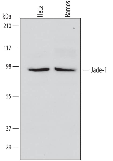 Western blot shows lysates of HeLa human cervical epithelial carcinoma cell line and Ramos human Burkitt's lymphoma cell line. PVDF membrane was probed with 2 µg/mL of Mouse Anti-Human Jade‑1/PHF17 Monoclonal Antibody (Catalog # MAB6275) followed by HRP-conjugated Anti-Mouse IgG Secondary Antibody (Catalog # HAF007). A specific band was detected for Jade‑1/PHF17 at approximately 92 kDa (as indicated). This experiment was conducted under reducing conditions and using Immunoblot Buffer Group 1.