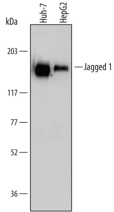 Western Blot Jagged 1 Antibody [Unconjugated]