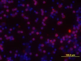 Immunocytochemistry Jak1 Antibody [Unconjugated]