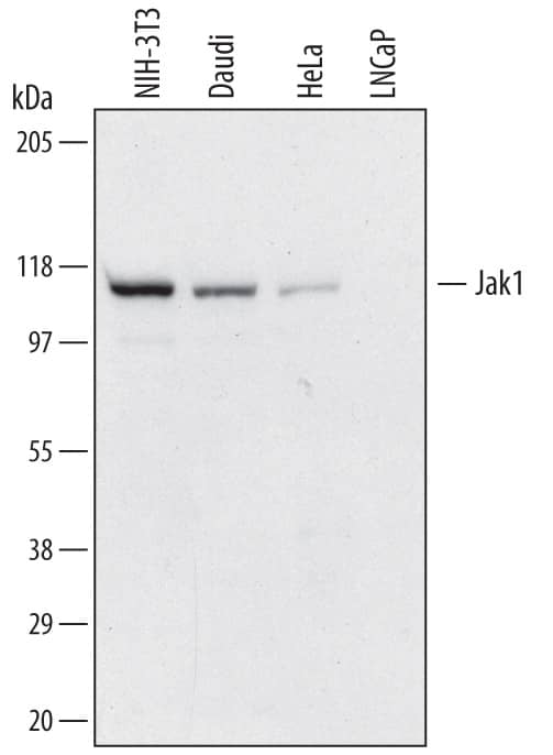 Western Blot Jak1 Antibody (452804) [Unconjugated]
