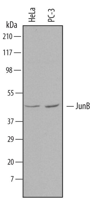 Western blot shows lysates of HeLa human cervical epithelial carcinoma cell line and PC-3 human prostate cancer cell line. PVDF Membrane was probed with 1 µg/mL of Human JunB Monoclonal Antibody (Catalog # MAB4456) followed by HRP-conjugated Anti-Mouse IgG Secondary Antibody (Catalog # HAF007). A specific band was detected for JunB at approximately 50 kDa (as indicated). This experiment was conducted under reducing conditions and using Immunoblot Buffer Group 1.