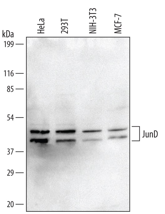 Western blot shows lysates of HeLa human cervical epithelial carcinoma cell line, 293T human embryonic kidney cell line, NIH-3T3 mouse embryonic fibroblast cell line, and MCF-7 human breast cancer cell line. PVDF Membrane was probed with 1 µg/mL of Goat Anti-Human/Mouse JunD Antigen Affinity-purified Polyclonal Antibody (Catalog # AF5526) followed by HRP-conjugated Anti-Goat IgG Secondary Antibody (Catalog # HAF109). Specific bands were detected for JunD at approximately 40 and 45 kDa (as indicated). This experiment was conducted under reducing conditions and using Immunoblot Buffer Group 2.