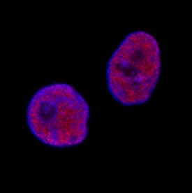 KAP1 was detected in immersion fixed Neuro-2A mouse neuroblastoma cell line using Mouse Anti-Human KAP1 Monoclonal Antibody (Catalog # MAB7785) at 8 µg/mL for 3 hours at room temperature. Cells were stained using the NorthernLights™ 557-conjugated Anti-Mouse IgG Secondary Antibody (red; NL007) and counterstained with DAPI (blue). Specific staining was localized to nuclei. View our protocol for Fluorescent ICC Staining of Cells on Coverslips.