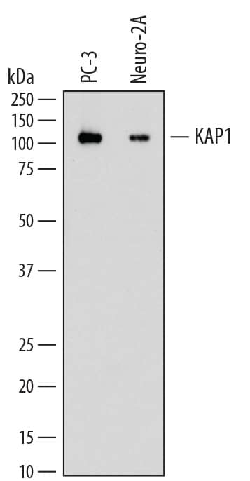 Western blot shows lysates of PC-3 human prostate cancer cell line and Neuro-2A mouse neuroblastoma cell line. PVDF membrane was probed with 0.2 µg/mL of Mouse Anti-Human KAP1 Monoclonal Antibody (Catalog # MAB7785) followed by HRP-conjugated Anti-Mouse IgG Secondary Antibody (HAF018). A specific band was detected for KAP1 at approximately 105 kDa (as indicated). This experiment was conducted under reducing conditions and using Immunoblot Buffer Group 1.
