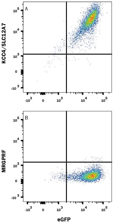 Flow Cytometry KCC4/SLC12A7 Antibody (891526) [Unconjugated]