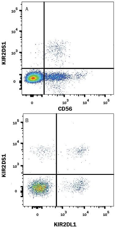 Human peripheral blood mononuclear cells (PBMCs) were stained with Rabbit Anti-Human KIR2DS1/CD158h Alexa Fluor® 488-conjugated Monoclonal Antibody (Catalog # FAB8887G) and either (A) Mouse Anti-Human NCAM-1/CD56 PE-conjugated Monoclonal Antibody (Catalog # FAB2408P) or (B) Mouse Anti-Human KIR2DL1/KIR2DS5 PE-conjugated Monoclonal Antibody (Catalog # FAB1844P). View our protocol for Staining Membrane-associated Proteins.