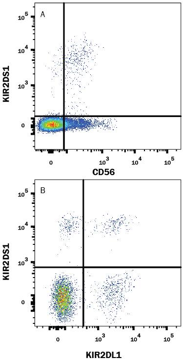 Human peripheral blood mononuclear cells (PBMCs) were stained with Rabbit Anti-Human KIR2DS1/CD158h PE-conjugated Monoclonal Antibody (Catalog # FAB8887P) and either (A) Mouse Anti-Human NCAM-1/CD56 APC-conjugated Monoclonal Antibody (Catalog # FAB2408A) or (B) Mouse Anti-Human KIR2DL1/KIR2DS5 APC-conjugated Monoclonal Antibody (Catalog # FAB1844A). View our protocol for Staining Membrane-associated Proteins.