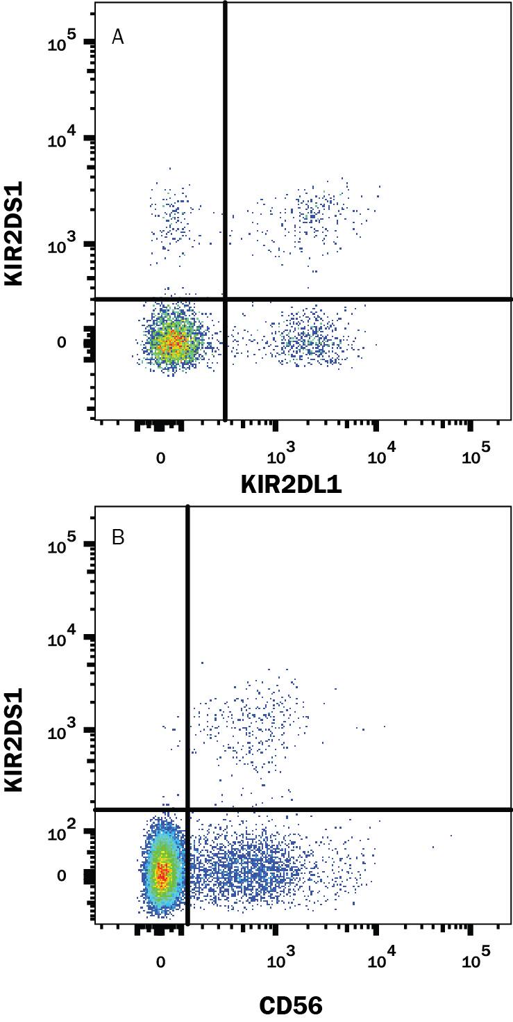 Human peripheral blood mononuclear cells (PBMCs) were stained with Rabbit Anti-Human KIR2DS1/CD158h Alexa Fluor® 647-conjugated Monoclonal Antibody (Catalog # FAB8887R) and either (A) Mouse Anti-Human KIR2DL1/KIR2DS5 PE-conjugated Monoclonal Antibody (Catalog # FAB1844P) or (B) Mouse Anti-Human NCAM-1/CD56 PE-conjugated Monoclonal Antibody (Catalog # FAB2408P). View our protocol for Staining Membrane-associated Proteins.